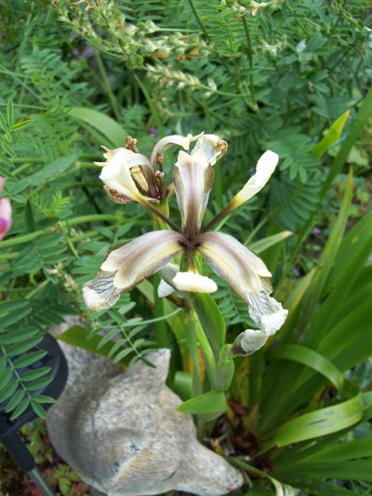 Stinking Iris